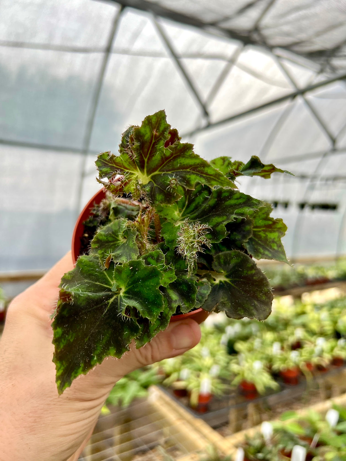 4" Begonia Unique (small) - Canopy Plant Co.