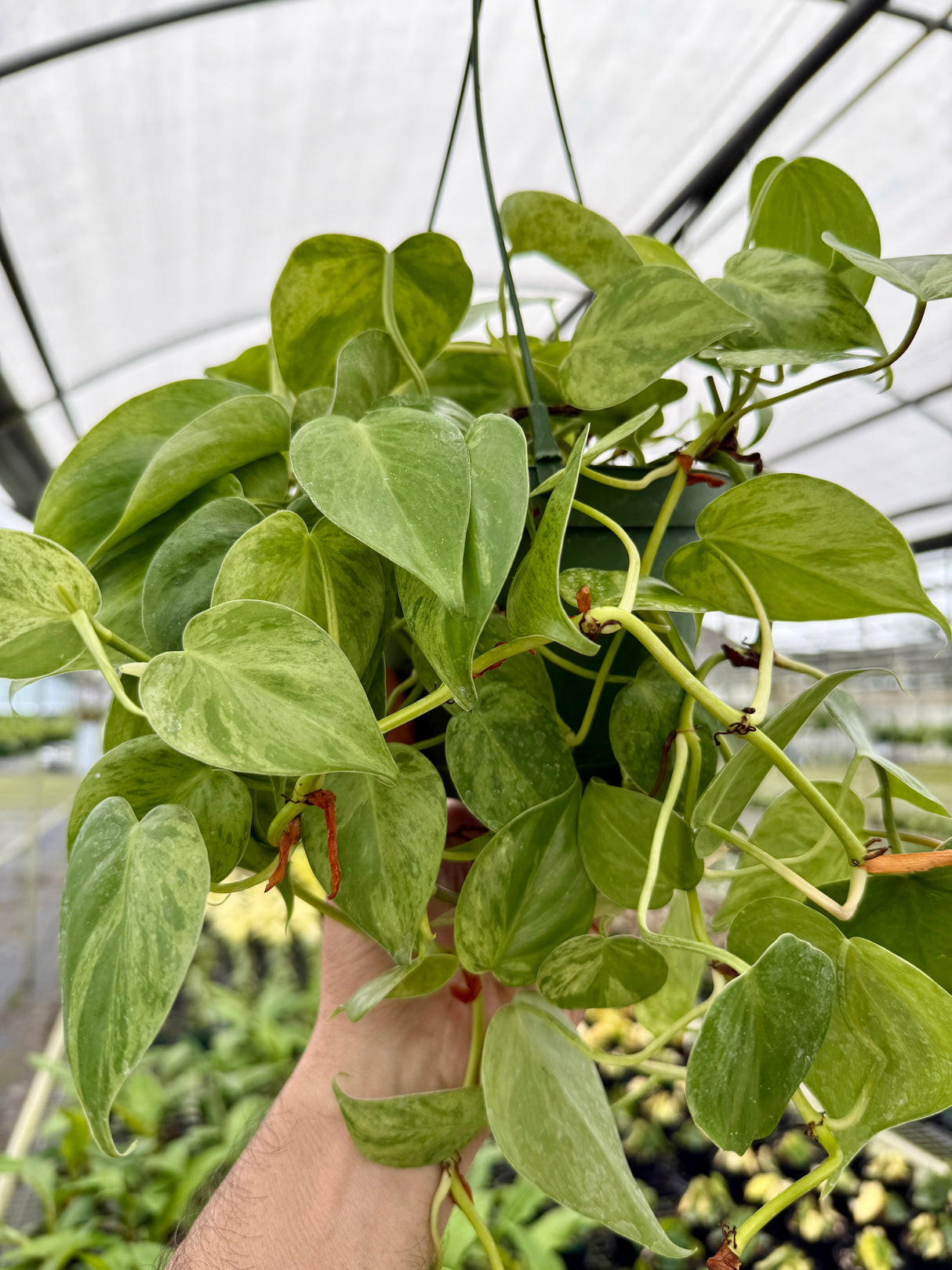 6” Philodendron hederaceum variegated 'Heart Leaf' hanging basket