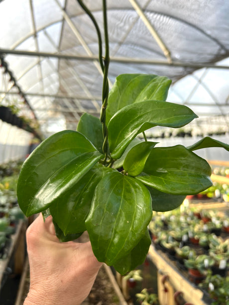 4" Hoya quinquenervia - Canopy Plant Co.