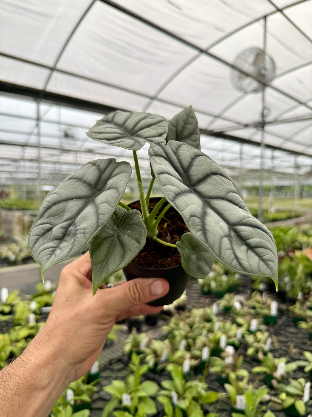 4" Alocasia 'Silver Dragon'