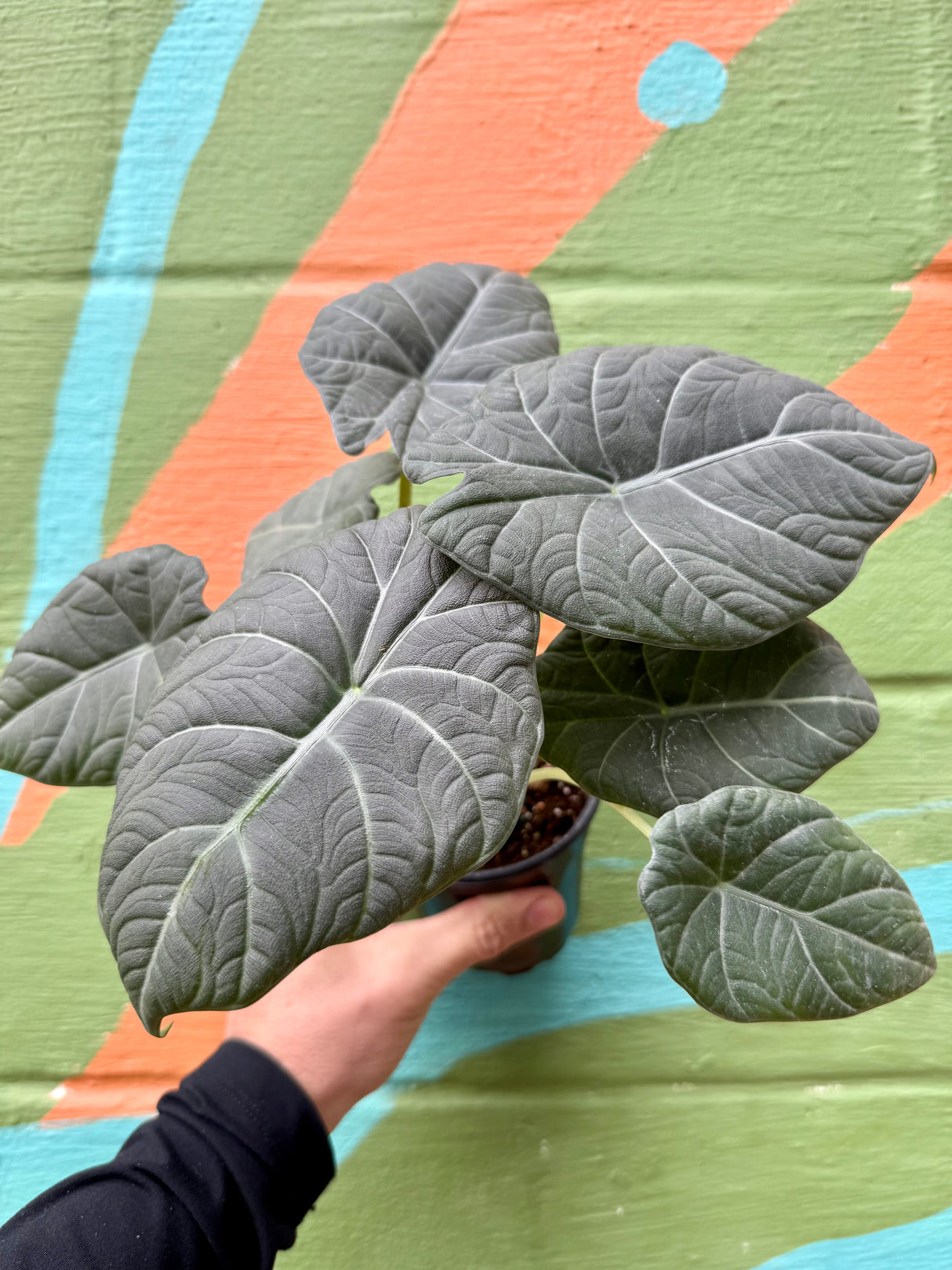 4” Alocasia maharani - Canopy Plant Co.