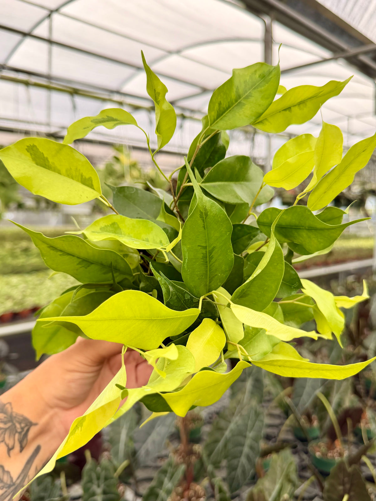 4" Ficus benjamina 'Neon'