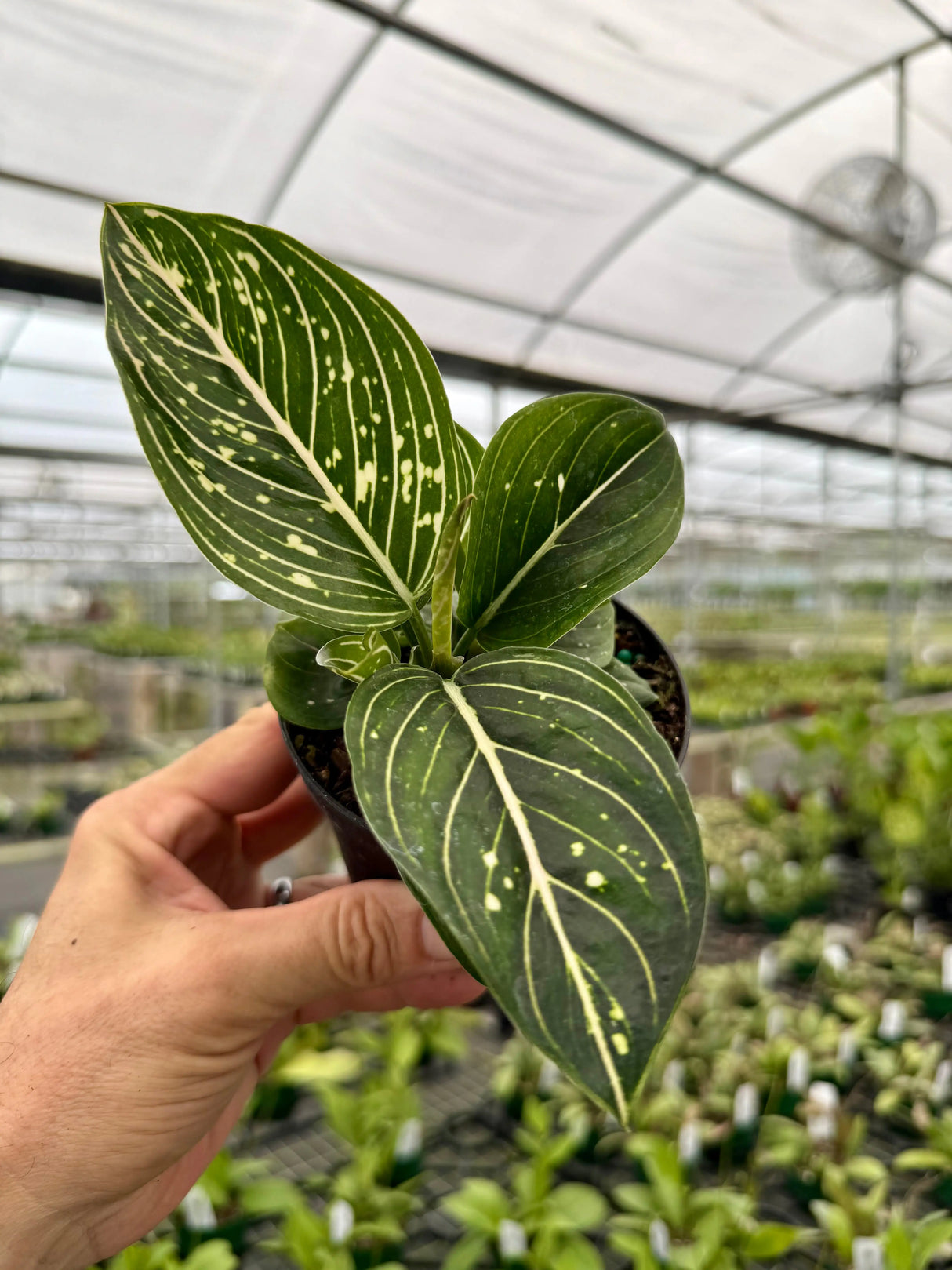 Healthy 4-inch Aglaonema 'Tom’s Pride' houseplant with variegated green and silver leaves, grown by Canopy Plant Co.