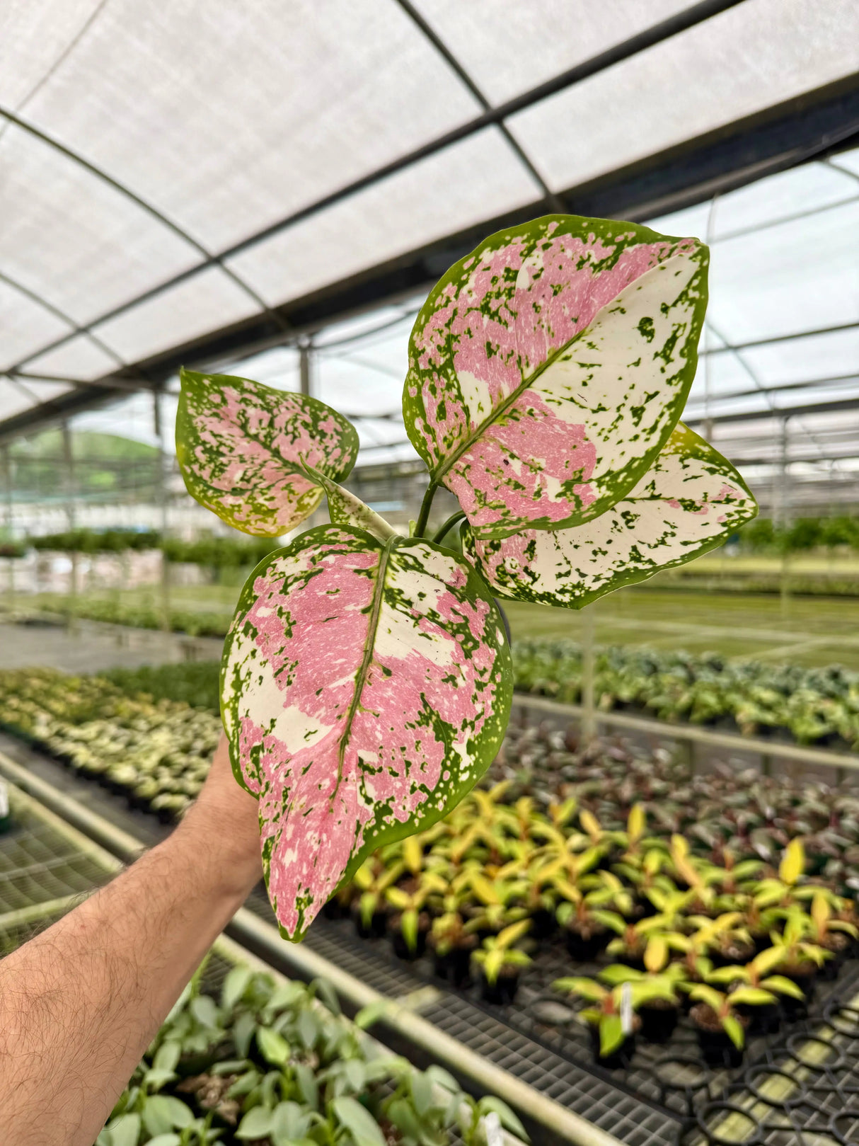 4” Aglaonema tricolor 'Anyamanee' Canopy Plant Co.