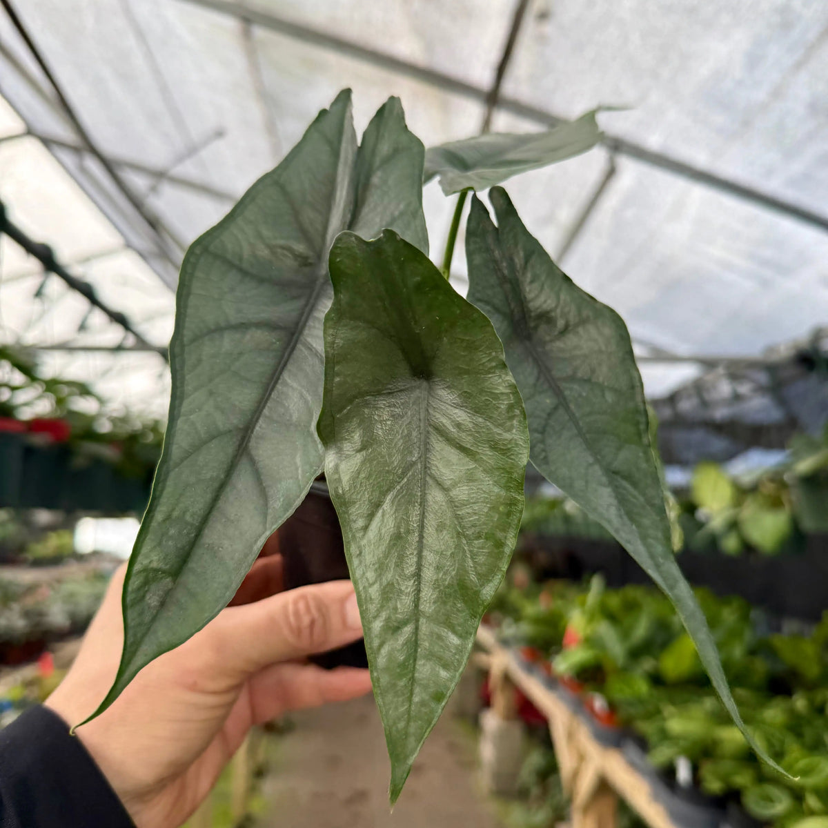 4” Alocasia 'Dragons Breath' | Canopy Plant Co.
