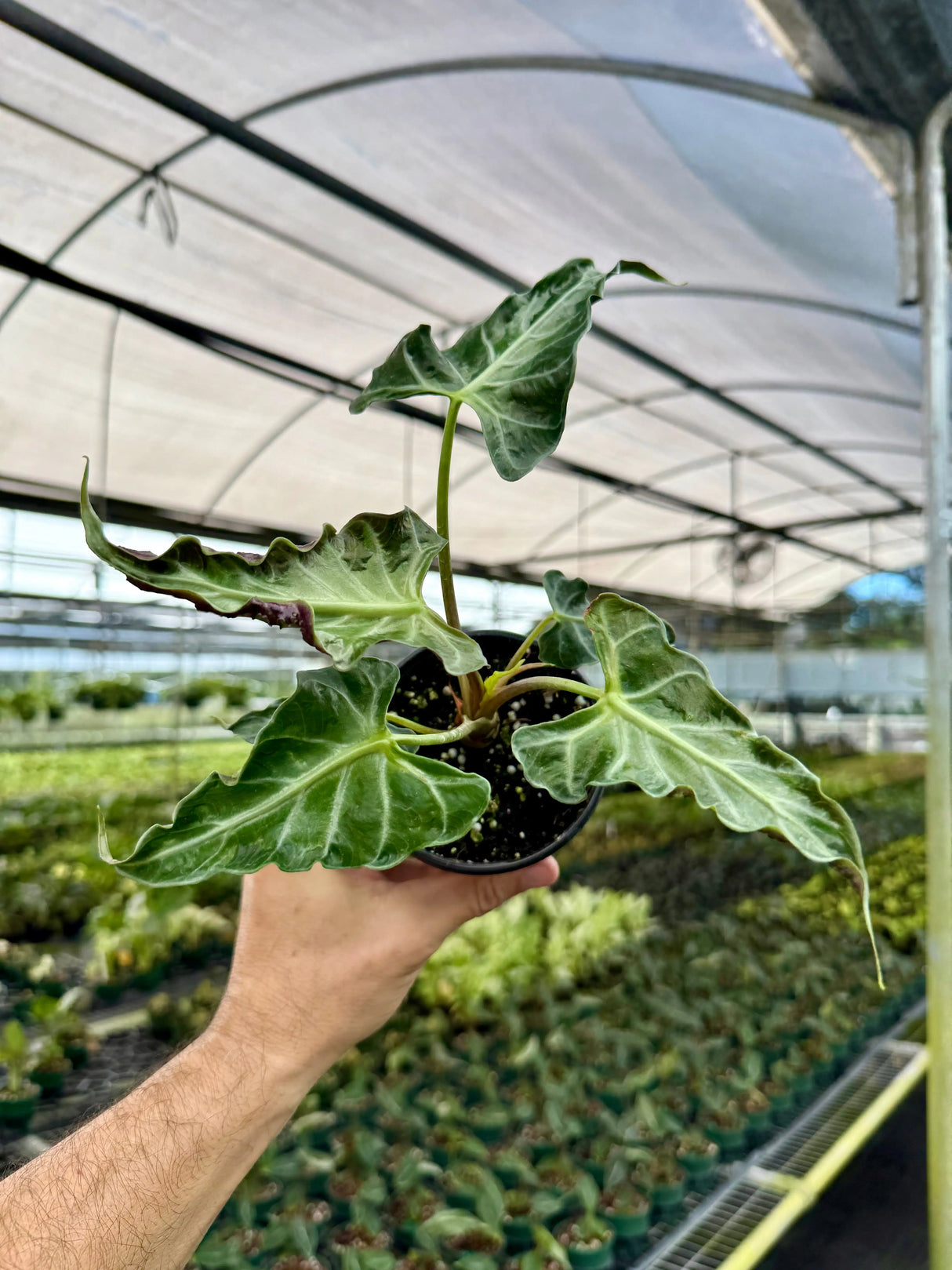 4" Alocasia ‘Loco’ Canopy Plant Co.