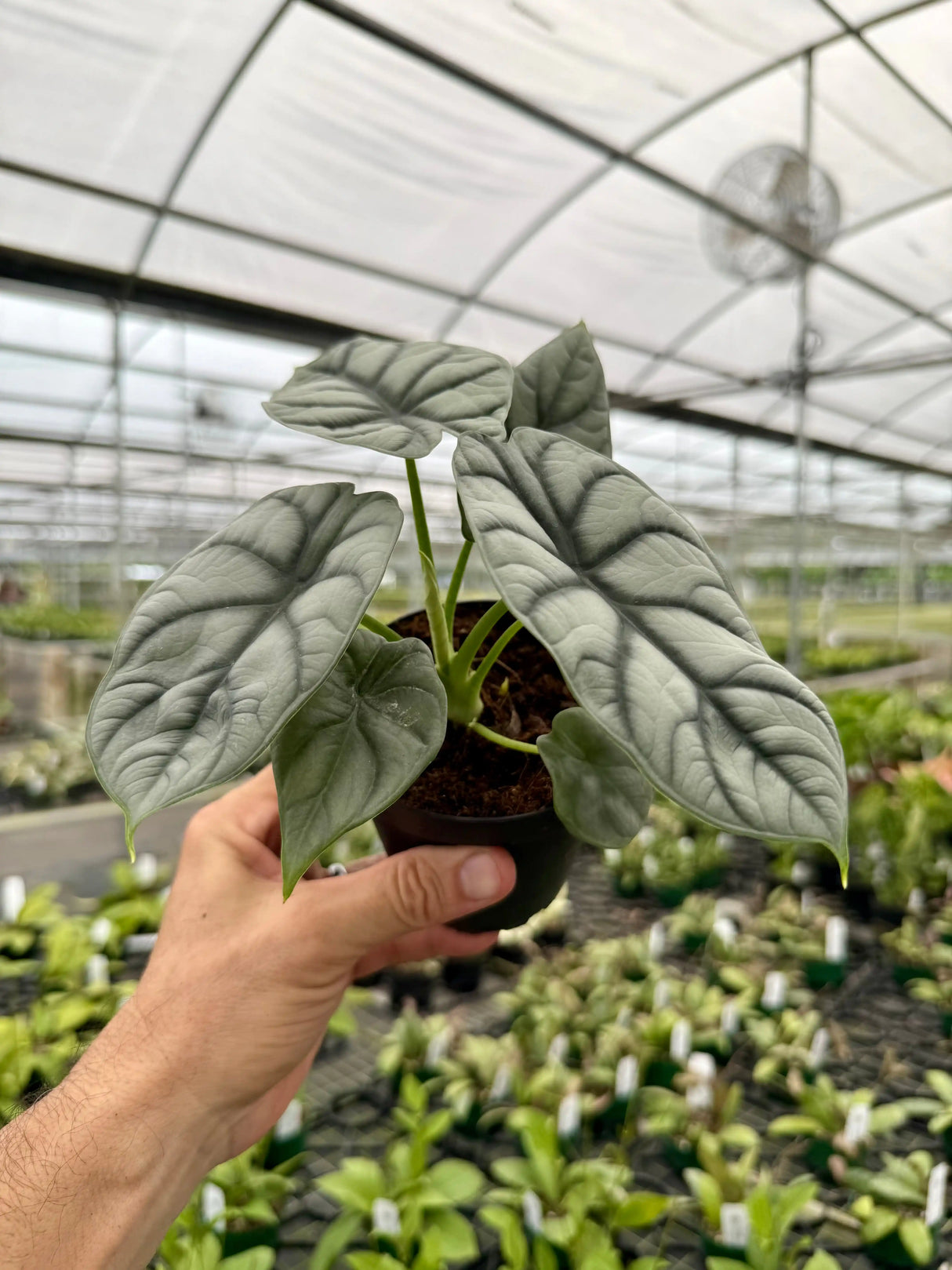 4" Alocasia 'Silver Dragon' Canopy Plant Co.