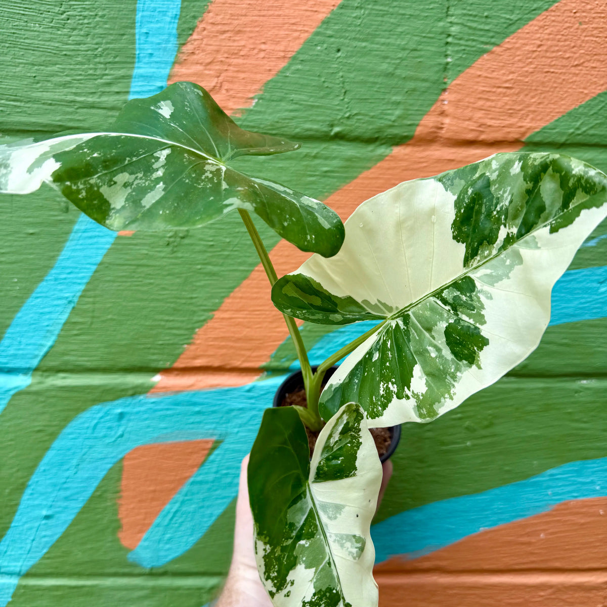 4_Alocasia_macrorrhiza_Appaloo