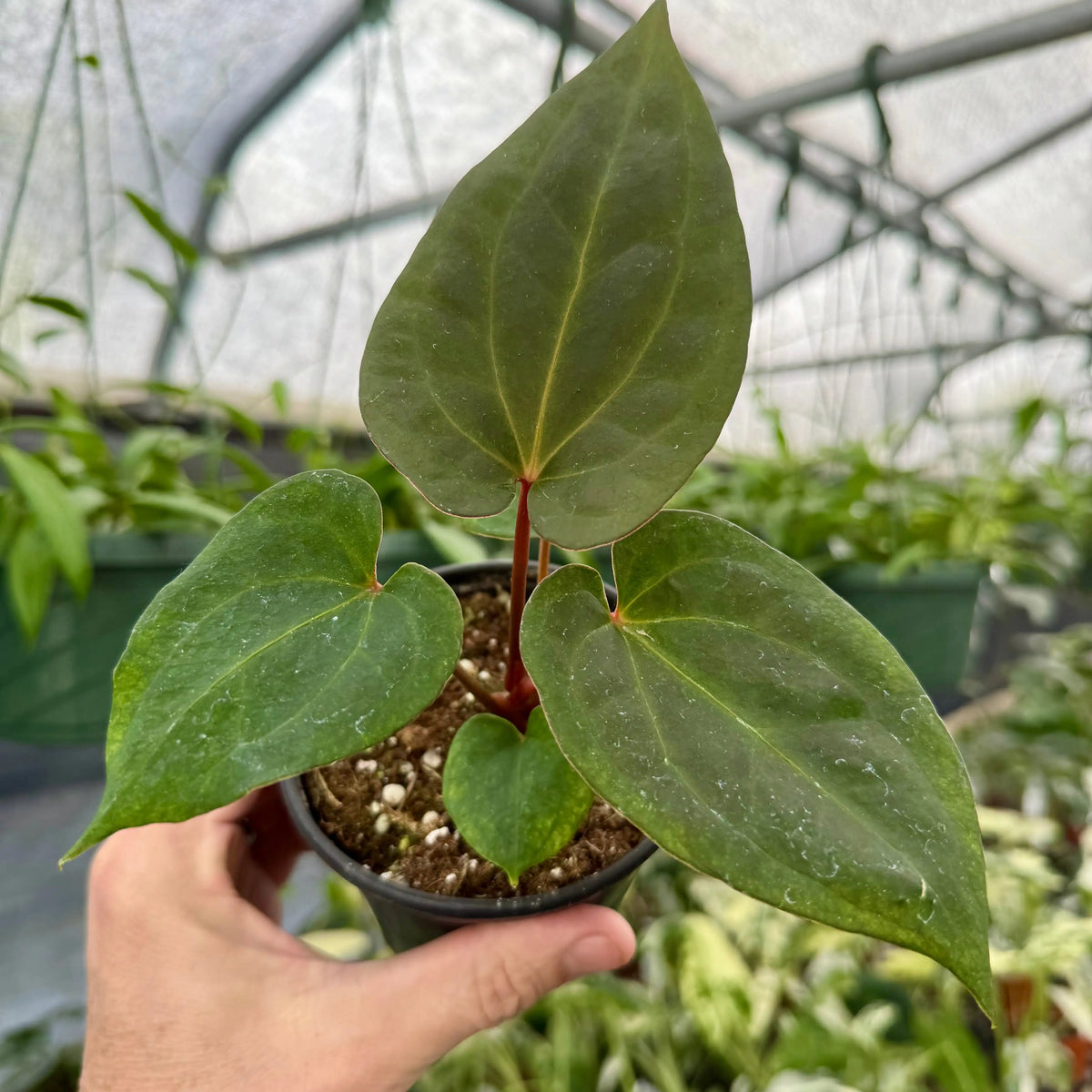 4_Anthurium_Dark_Phoenix_Canop