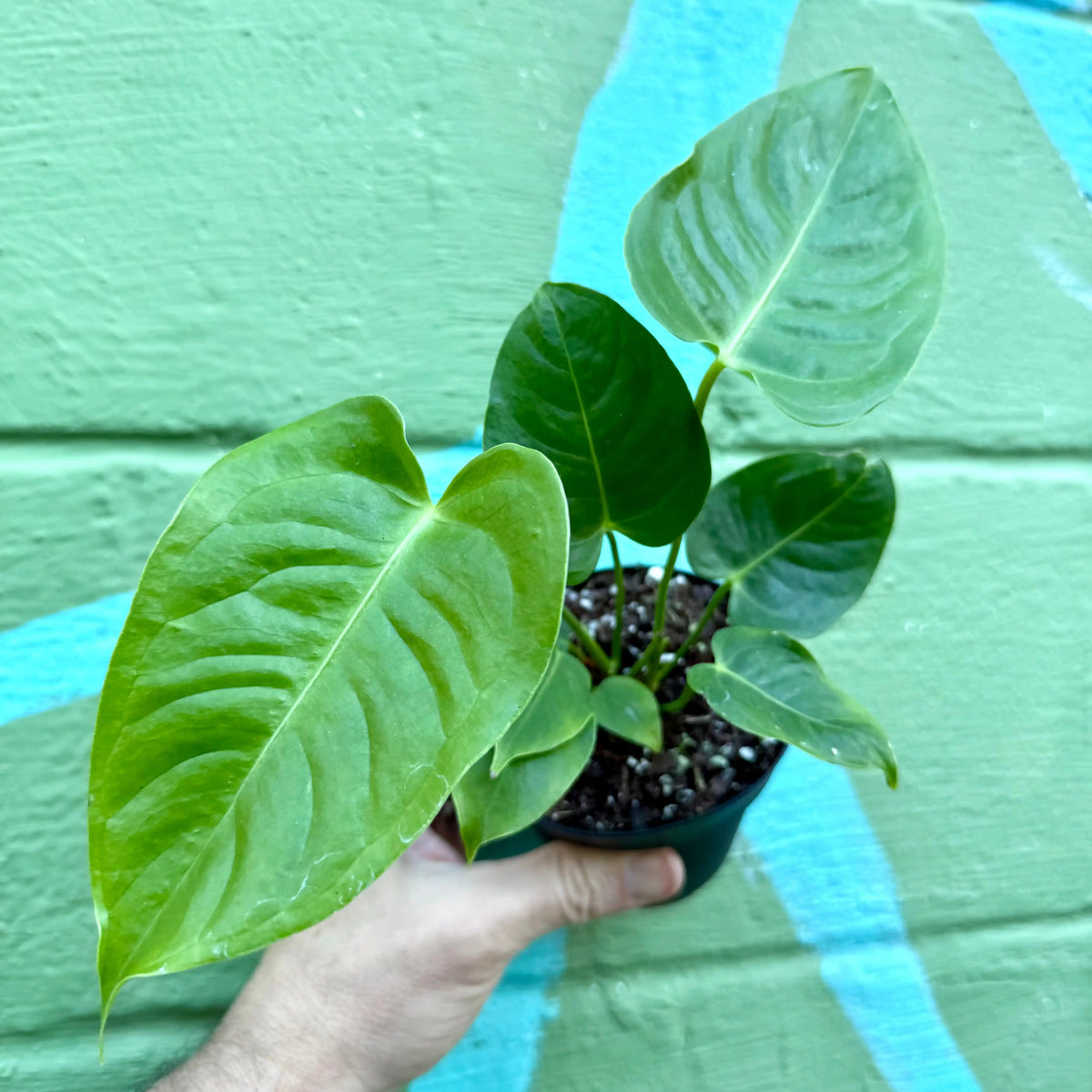 4” Anthurium veitchii | Canopy Plant Co.