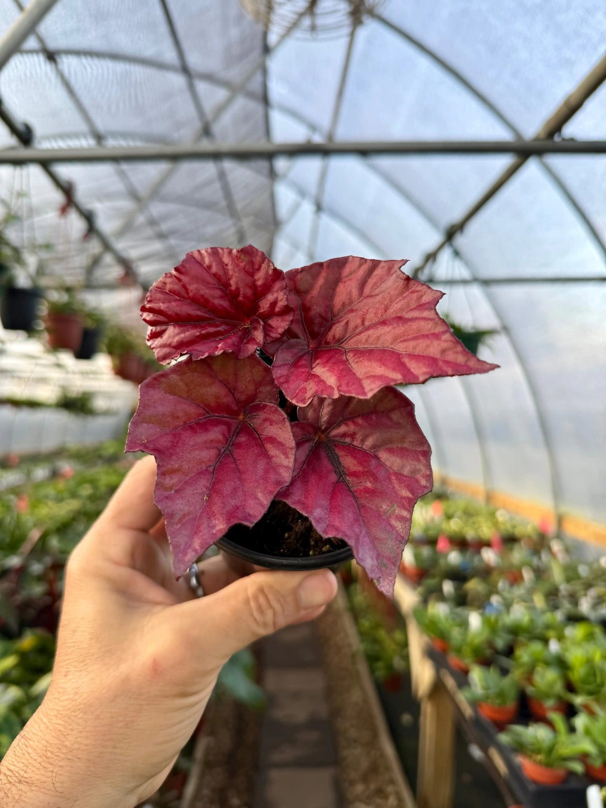4" Begonia 'Inca Flame' Canopy Plant Co.