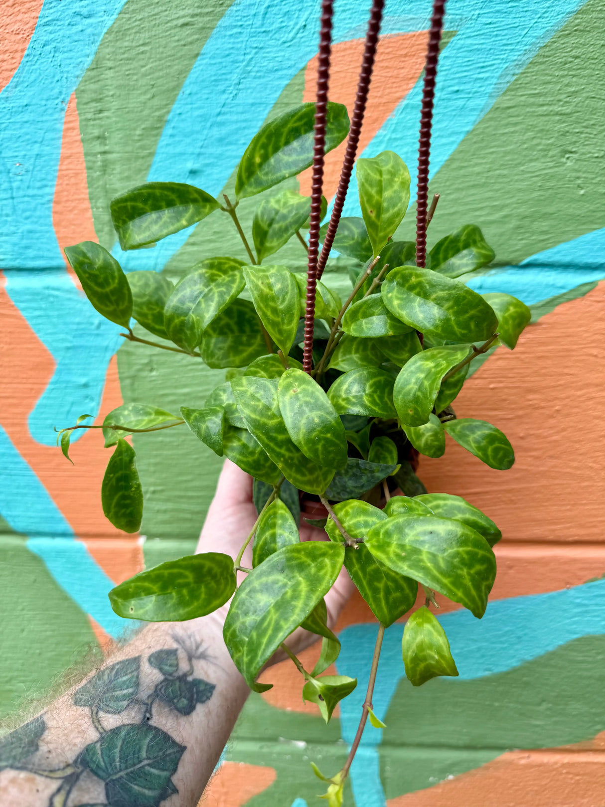 4" Black Pagoda lipstick (Aeschynanthus longicaulis) hanging basket - Canopy Plant Co.