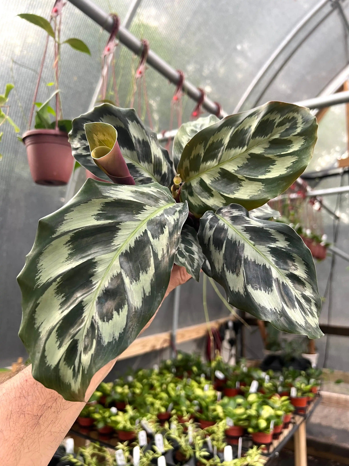 4" Calathea Helen Kennedy - Canopy Plant Co.