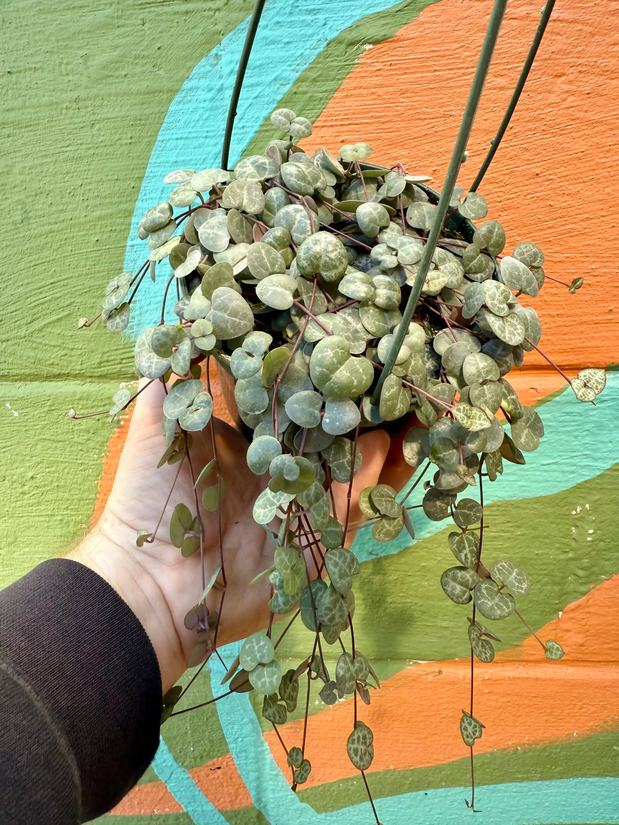 4” Ceropegia woodii ‘String of Hearts' hanging basket - Canopy Plant Co.