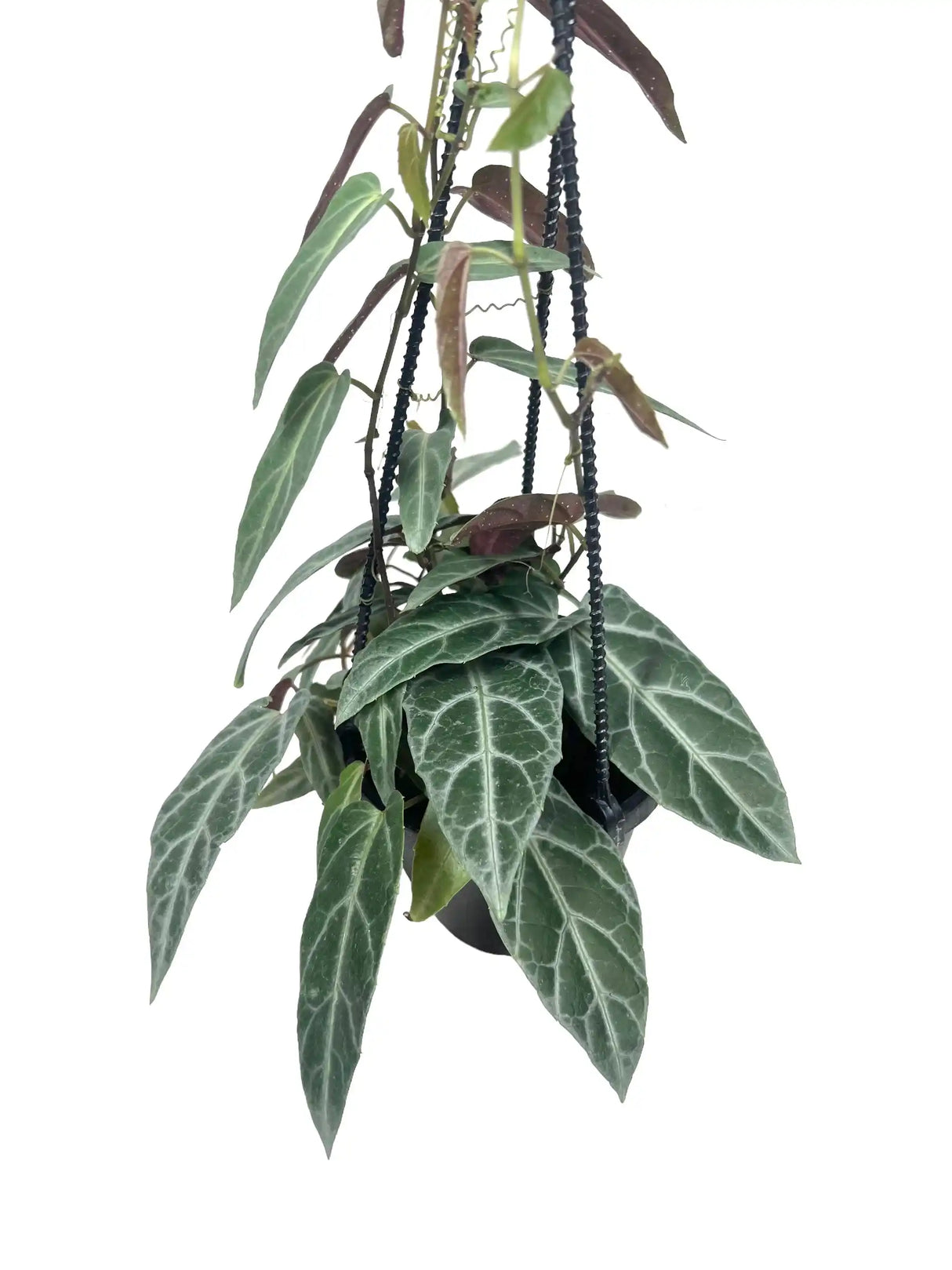 4" Cissus amazonica - Canopy Plant Co.