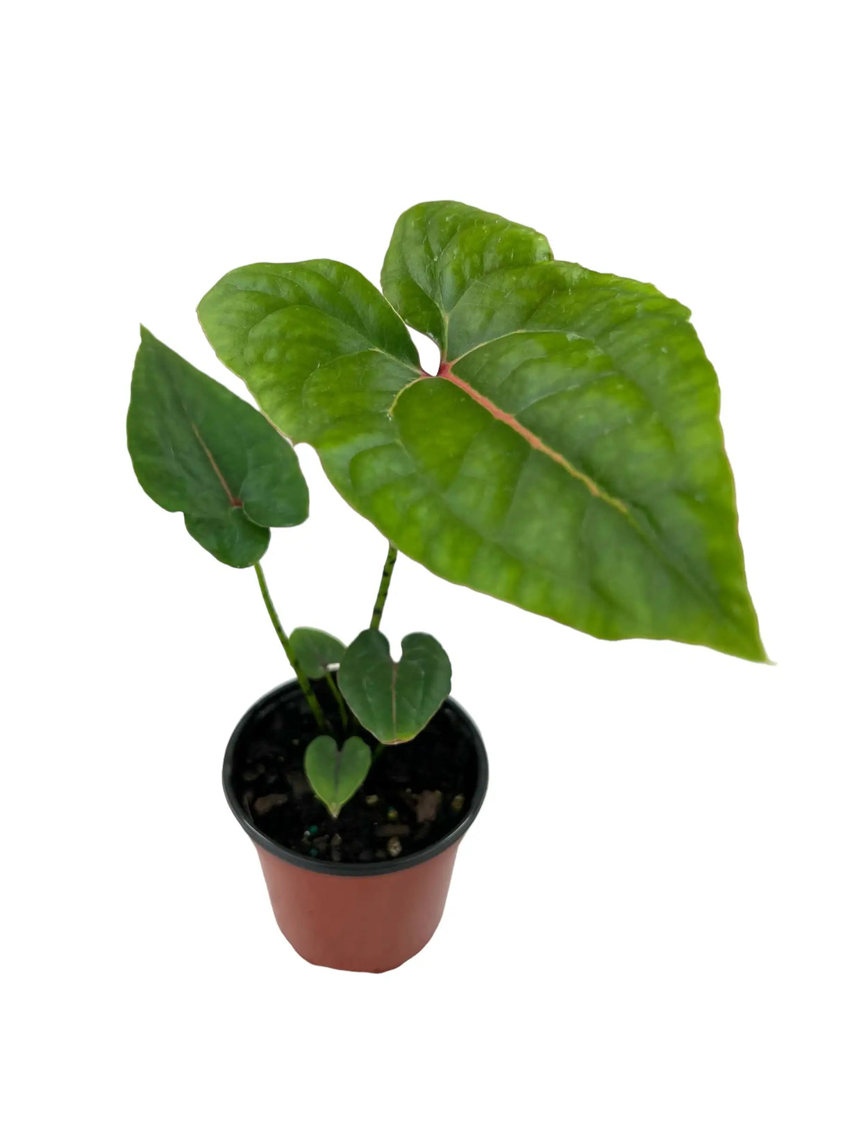 4" Cyrtosperma johnstonii Canopy Plant Co.