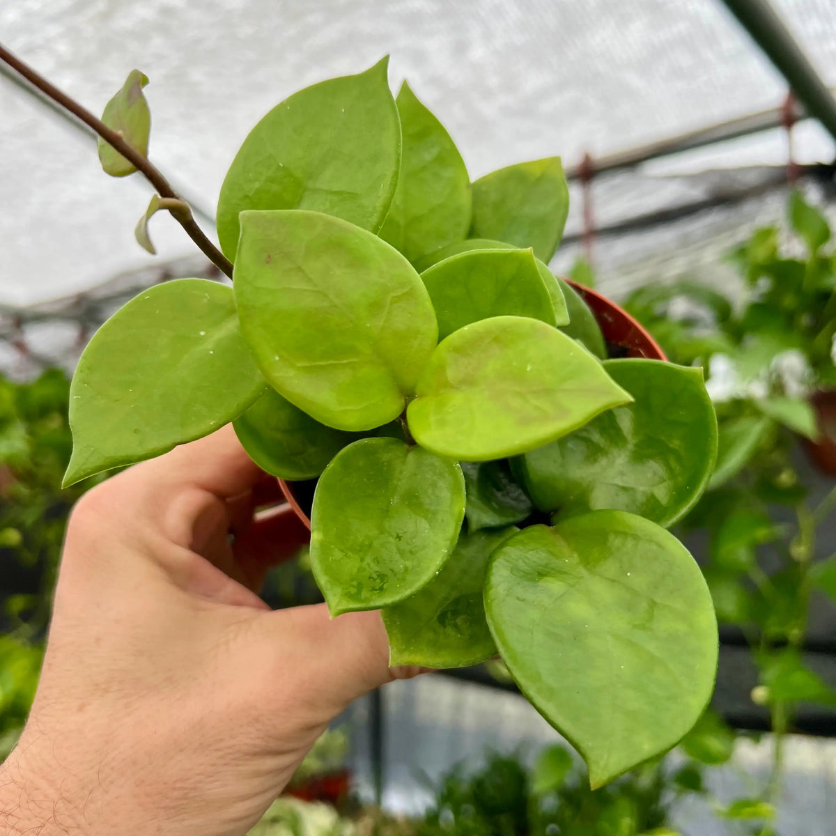 その他観葉植物 Hoya Carnosa 'Amore' 4