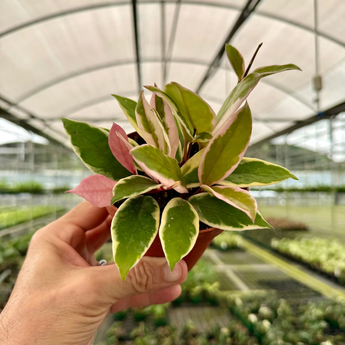 4” Hoya 'Flamingo Dream' – Canopy Plant Co.
