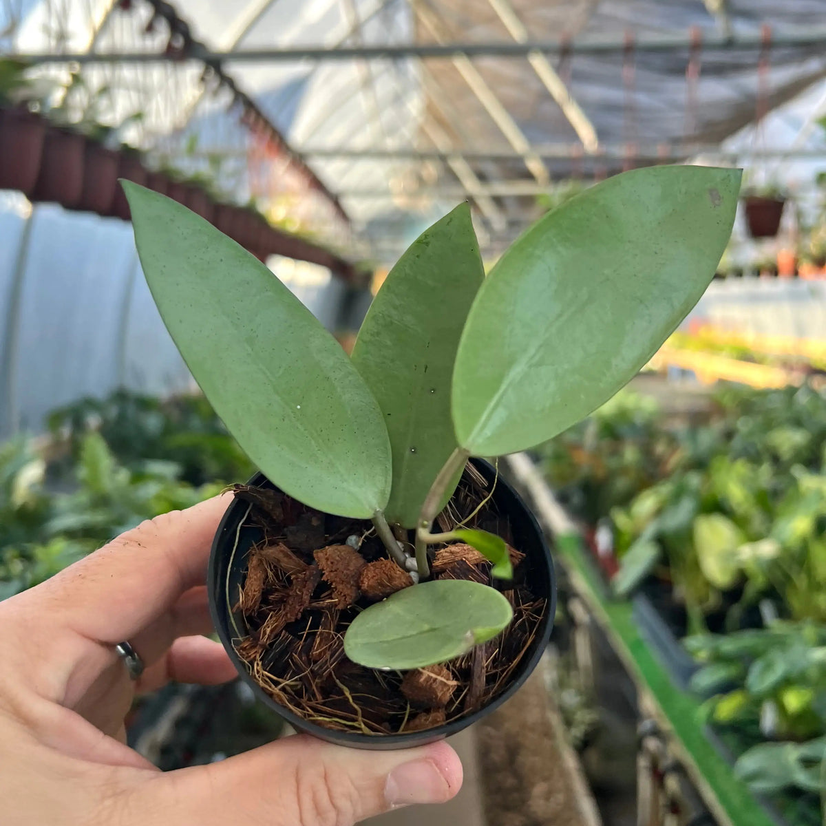 4” Hoya 'Silver Dollar' – Canopy Plant Co.