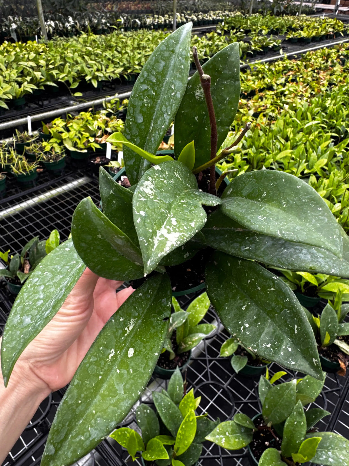 4” Hoya ‘Silver Moon’ - Canopy Plant Co.