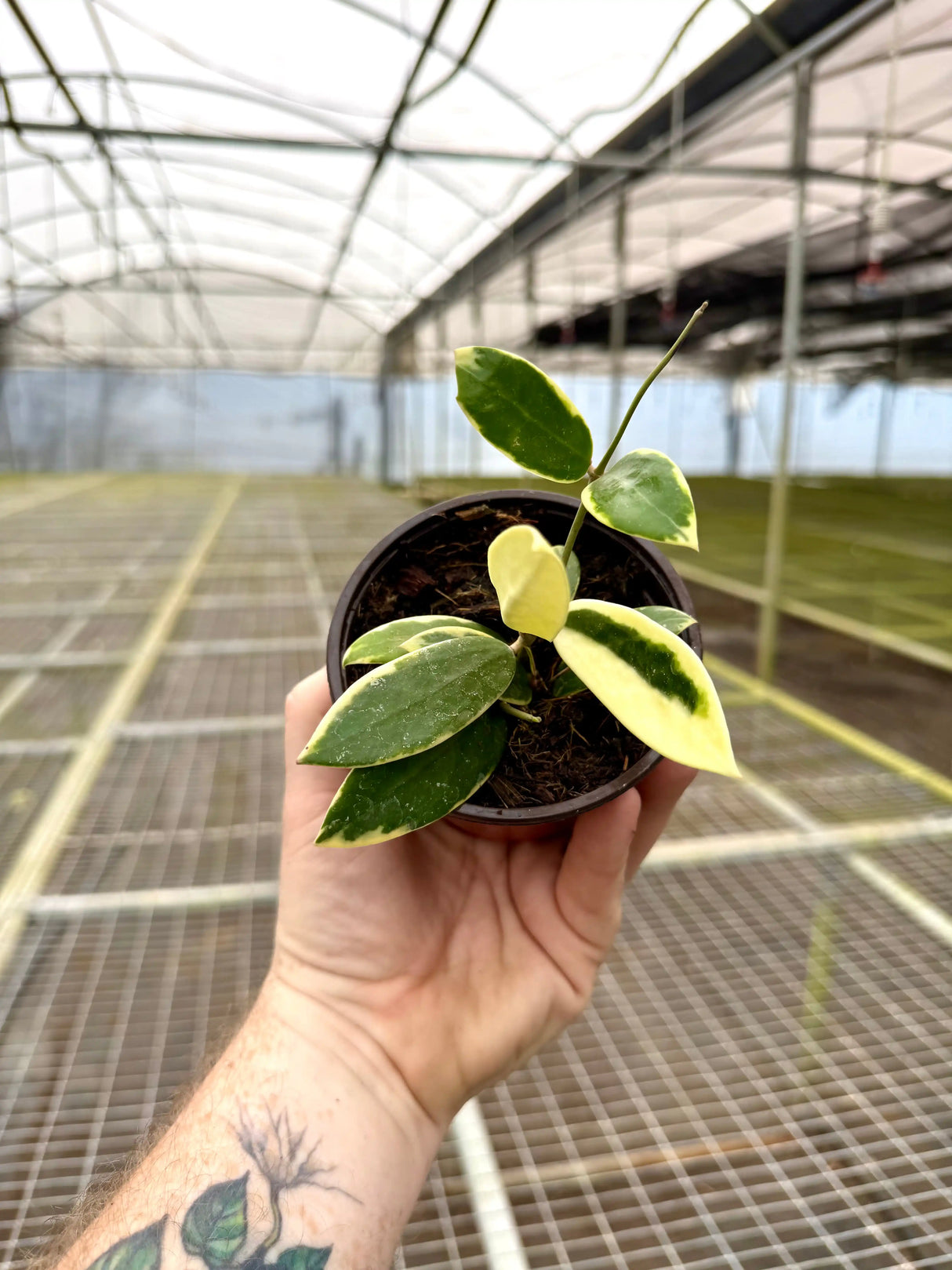 4" Hoya acuta inner variegated - Canopy Plant Co.