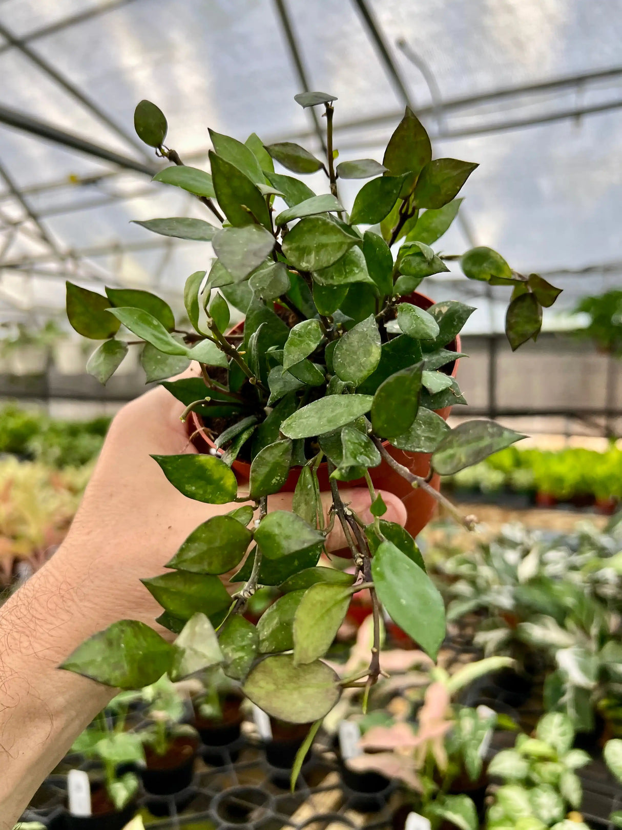 4" Hoya krohniana 'Black’ - Canopy Plant Co.