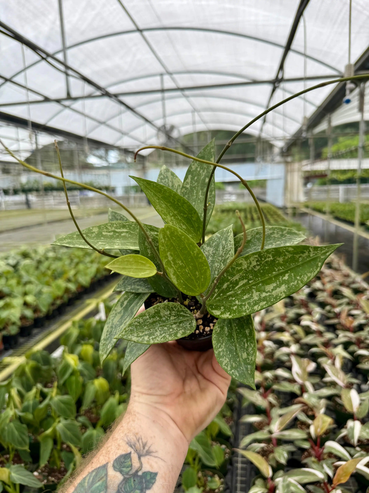 4” Hoya latifolia 'Rangsan' splash - Canopy Plant Co.