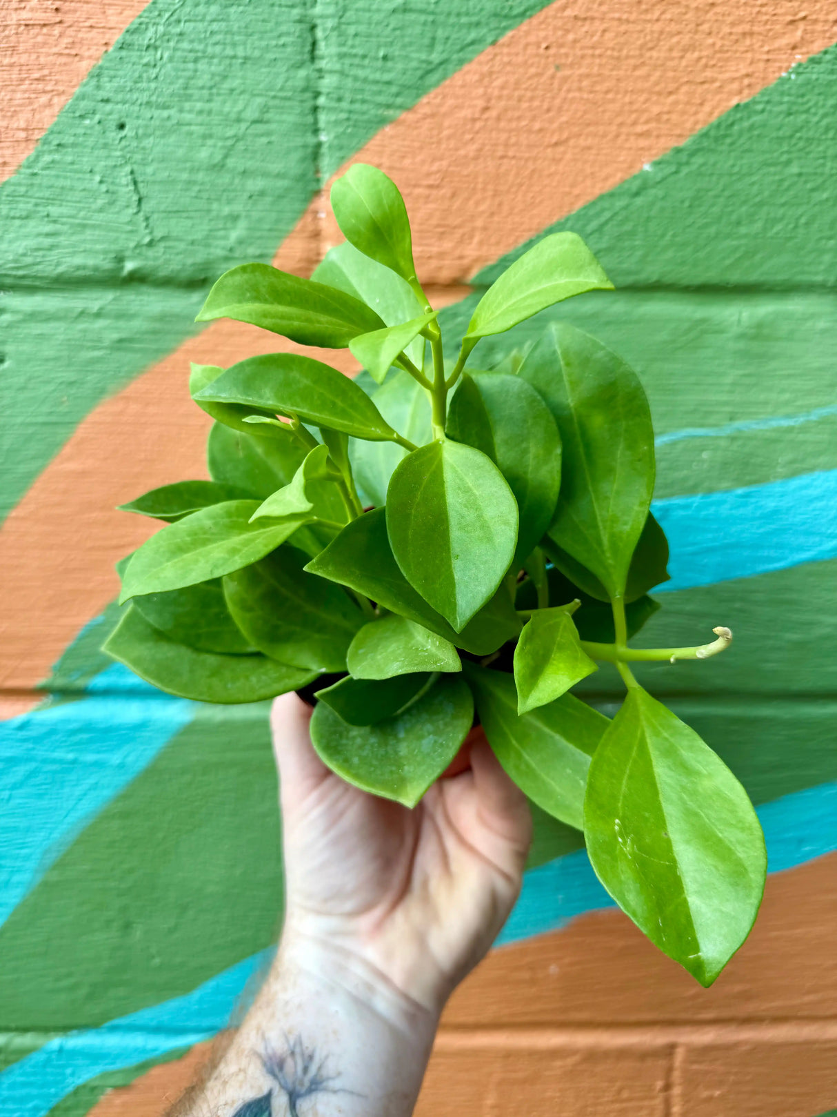 4" Hoya pachyclada Canopy Plant Co.