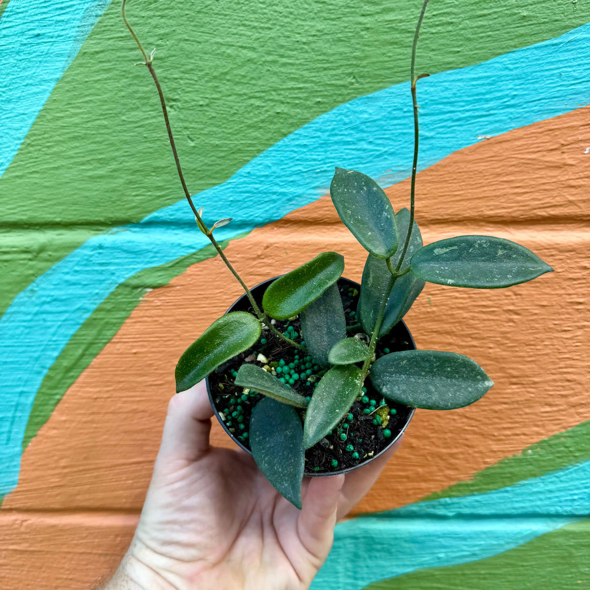 4” Hoya thomsonii (white flower) | Canopy Plant Co.