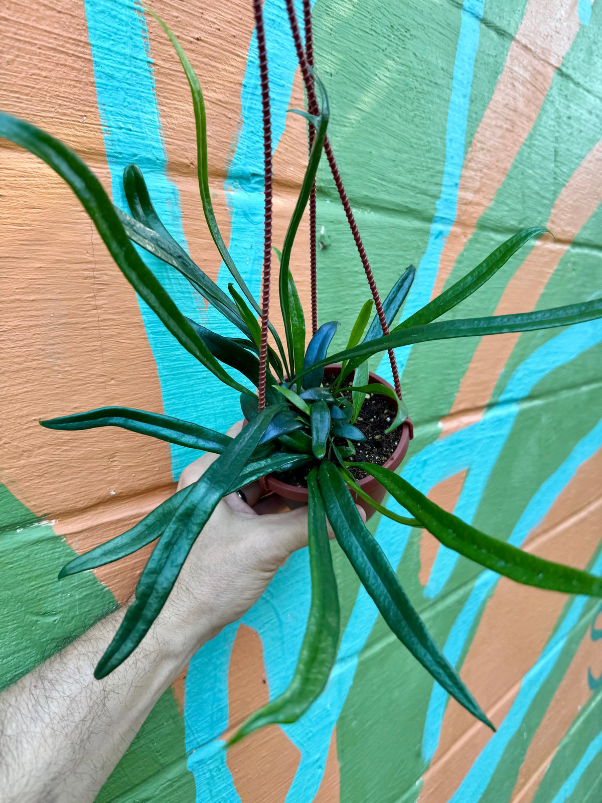 Hanging basket with Microsorum thailandicum ‘Blue Oil Fern’ by Canopy Plant Co., lush green fern with delicate fronds.