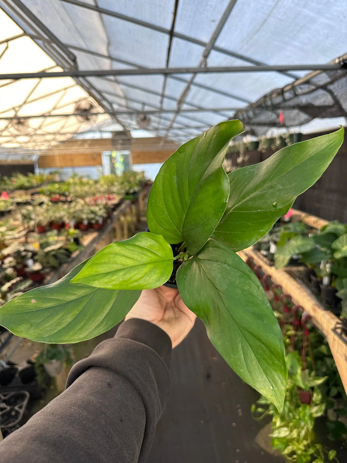 4” Monstera acacoyaguensis - Canopy Plant Co.