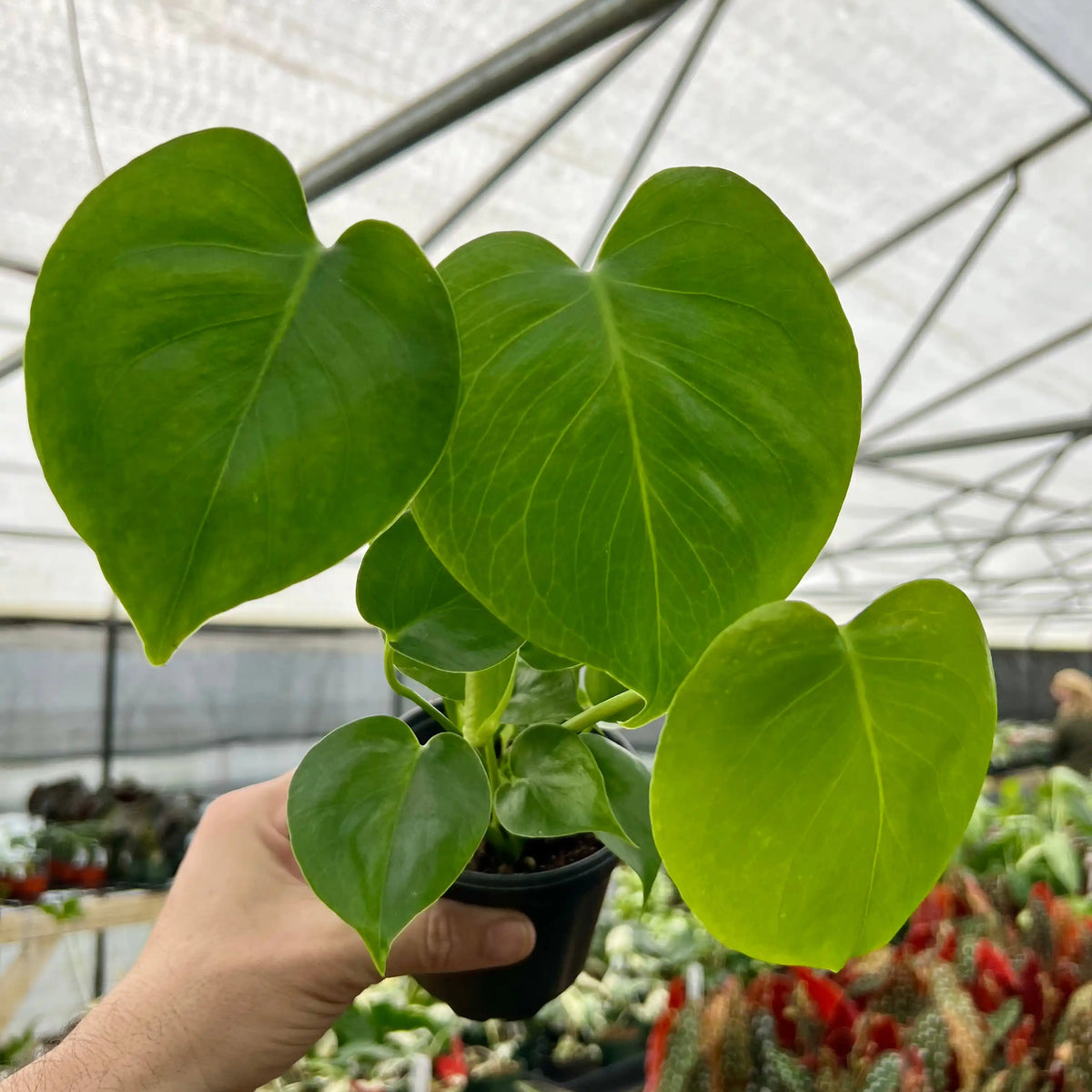 4_Monstera_deliciosa_Canopy_Pl