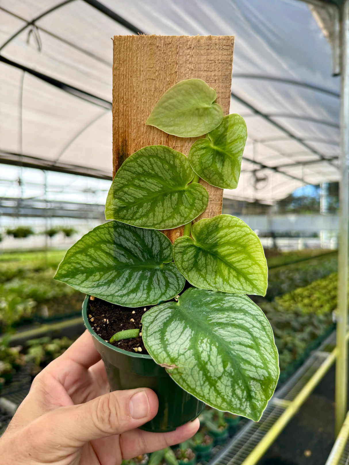 4" Monstera dubia - Canopy Plant Co.