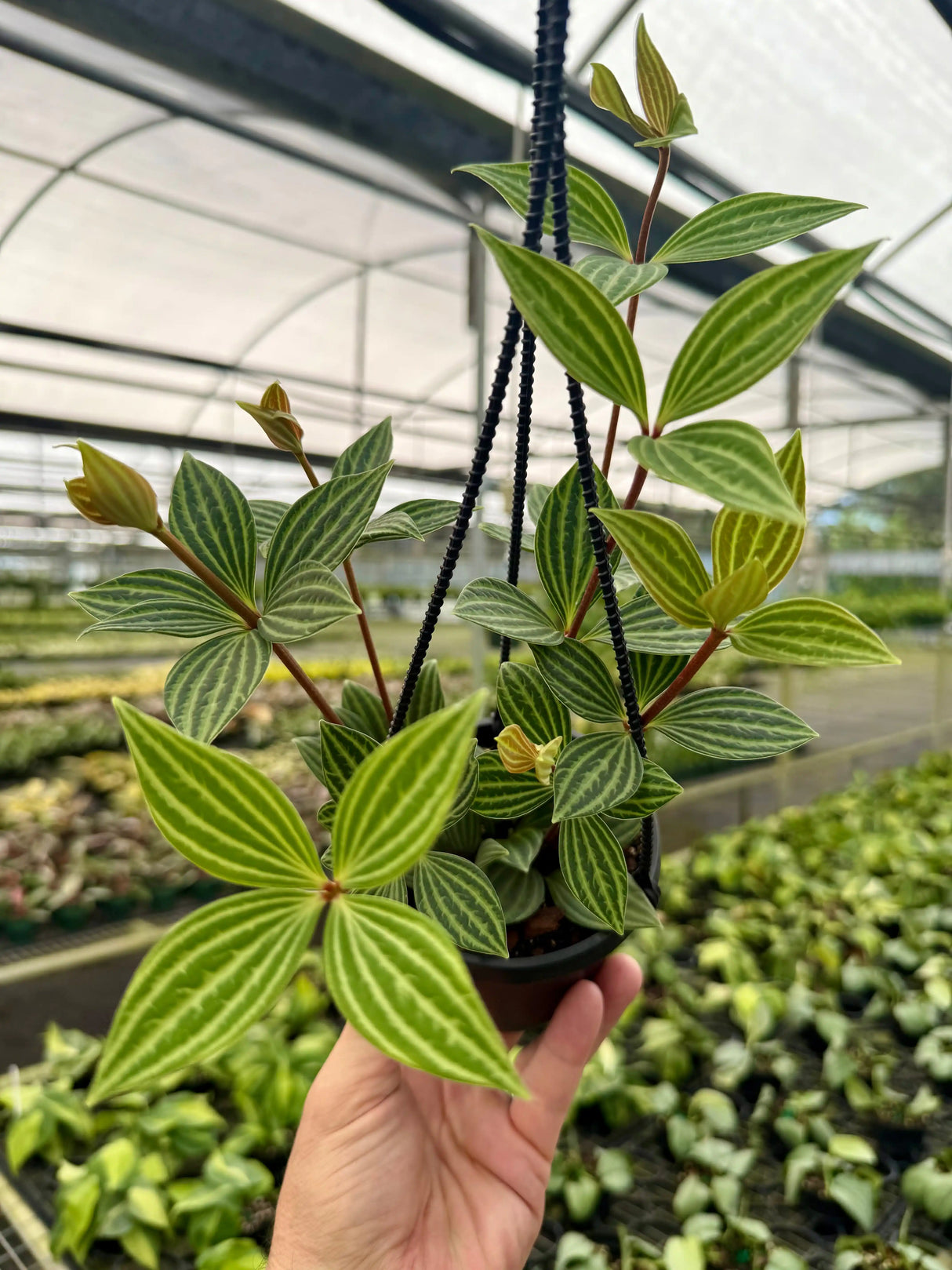 4" Peperomia puteolata hanging basket - Canopy Plant Co.