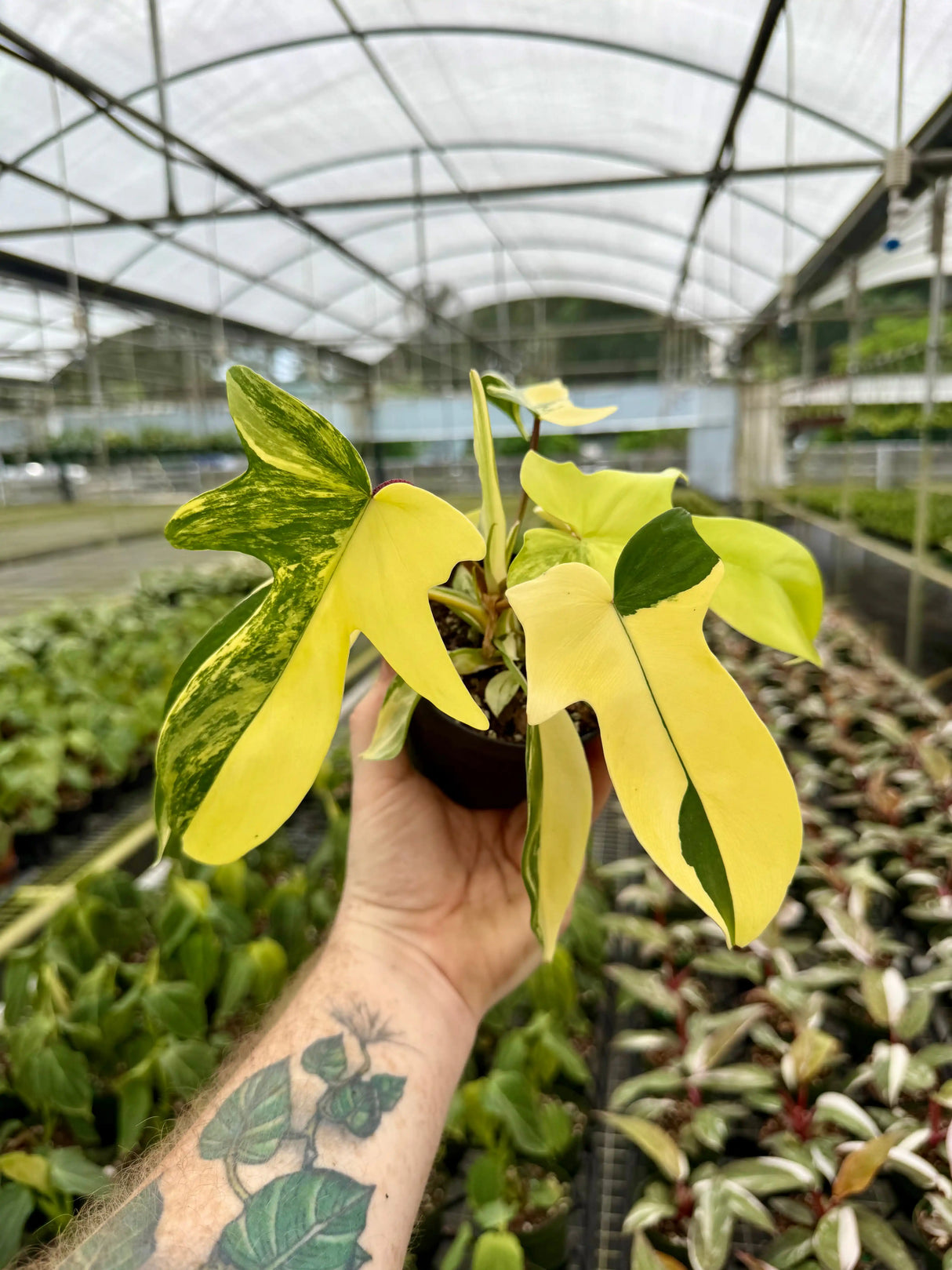 4” Philodendron ‘Florida Beauty’ - Canopy Plant Co.