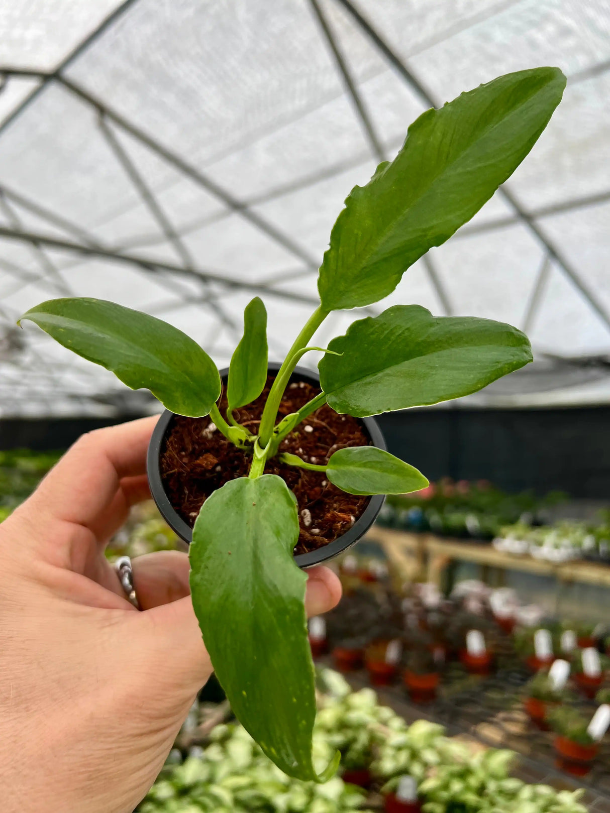 4” Philodendron ‘Orchid Jungle’ - Canopy Plant Co.