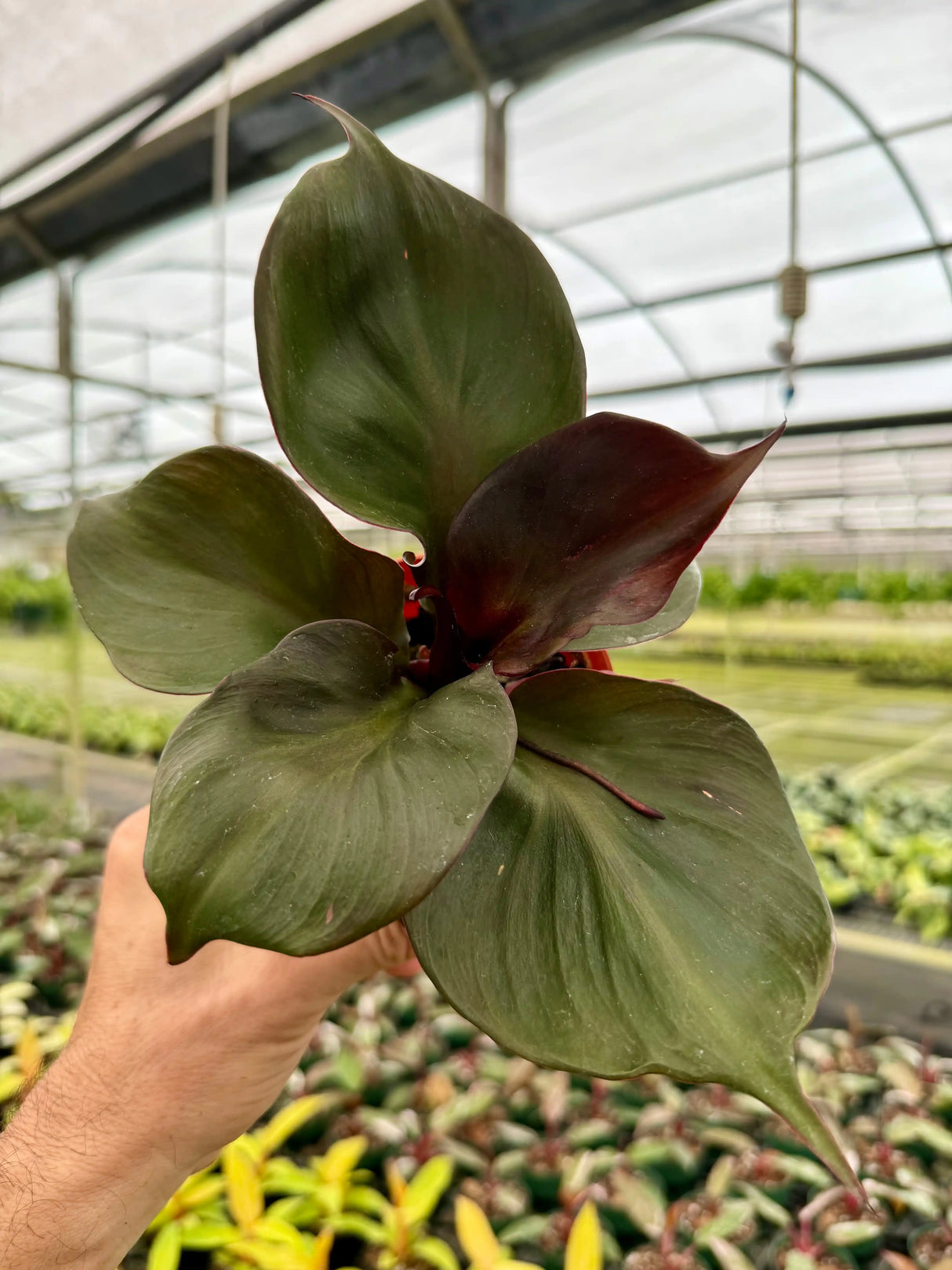 4" Philodendron ‘Red Heart’ - Canopy Plant Co.