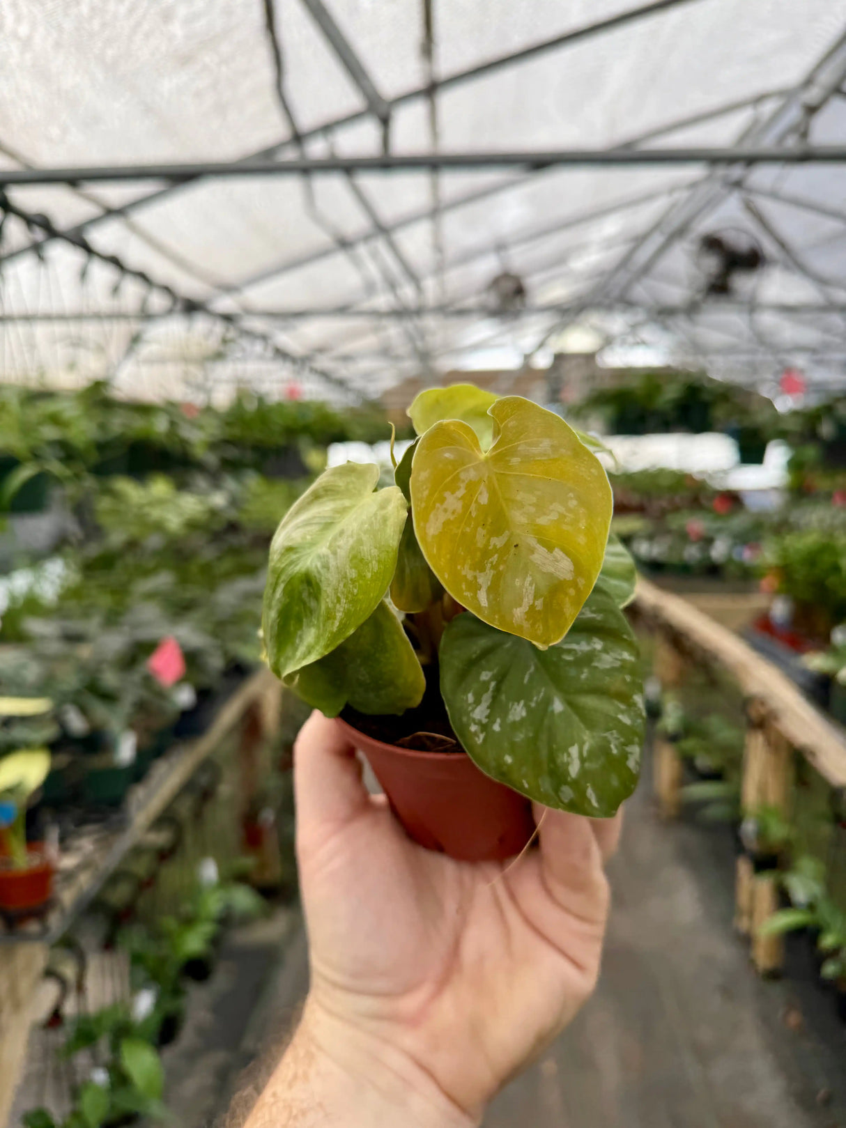 4" Philodendron brandtianum - Canopy Plant Co.