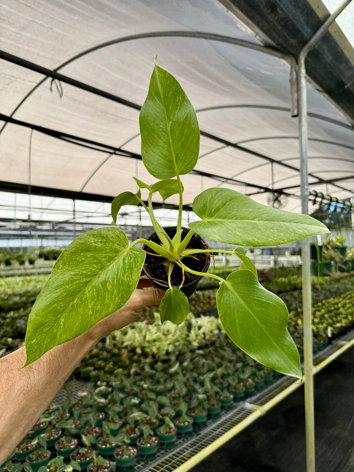 4” Philodendron giganteum variegated 'Blizzard' - Canopy Plant Co.