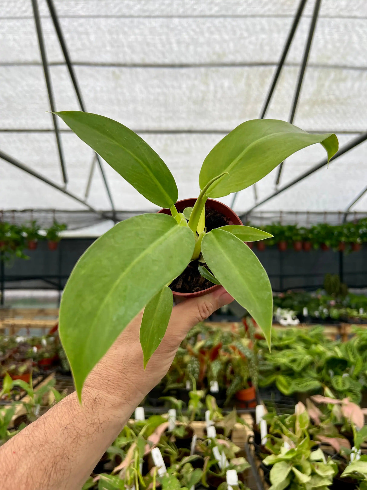 4" Philodendron panduriforme Canopy Plant Co.