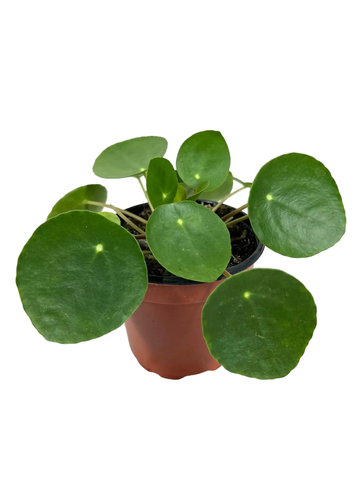 Healthy 4-inch Pilea peperomioides, also known as Money Plant, with vibrant green round leaves from Canopy Plant Co.