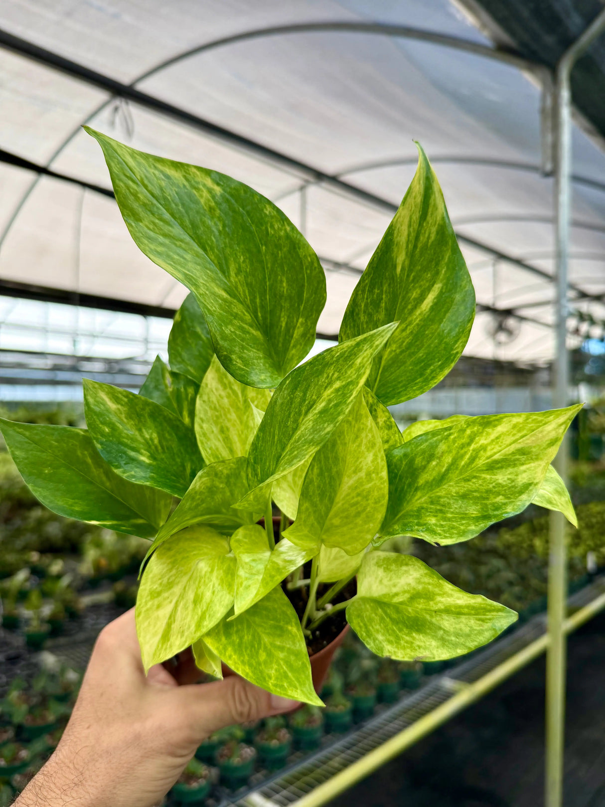 4" Pothos ‘Neon Queen’ - Canopy Plant Co.