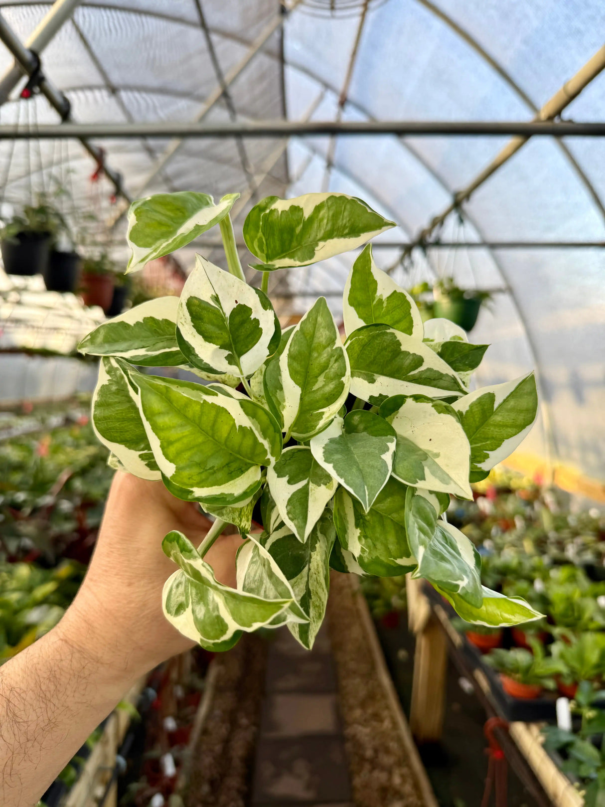 4" Pothos ‘Pearls and Jade’ Canopy Plant Co.