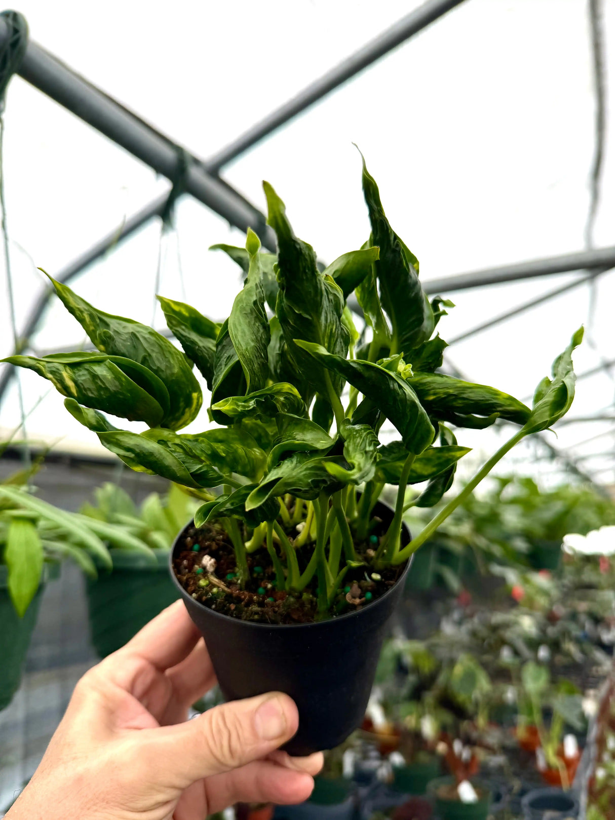 Healthy 4-inch Pothos Shangri-La plant by Canopy Plant Co. with lush green trailing leaves in a pot.