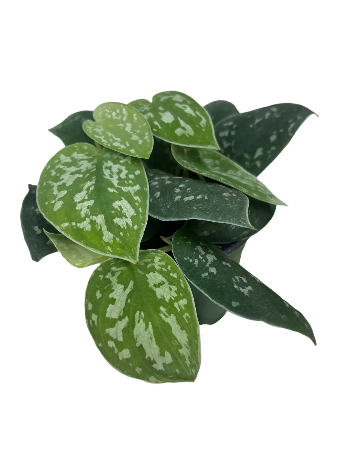 Healthy 4-inch Scindapsus 'Silvery Ann' plant with variegated green and silver leaves, from Canopy Plant Co.