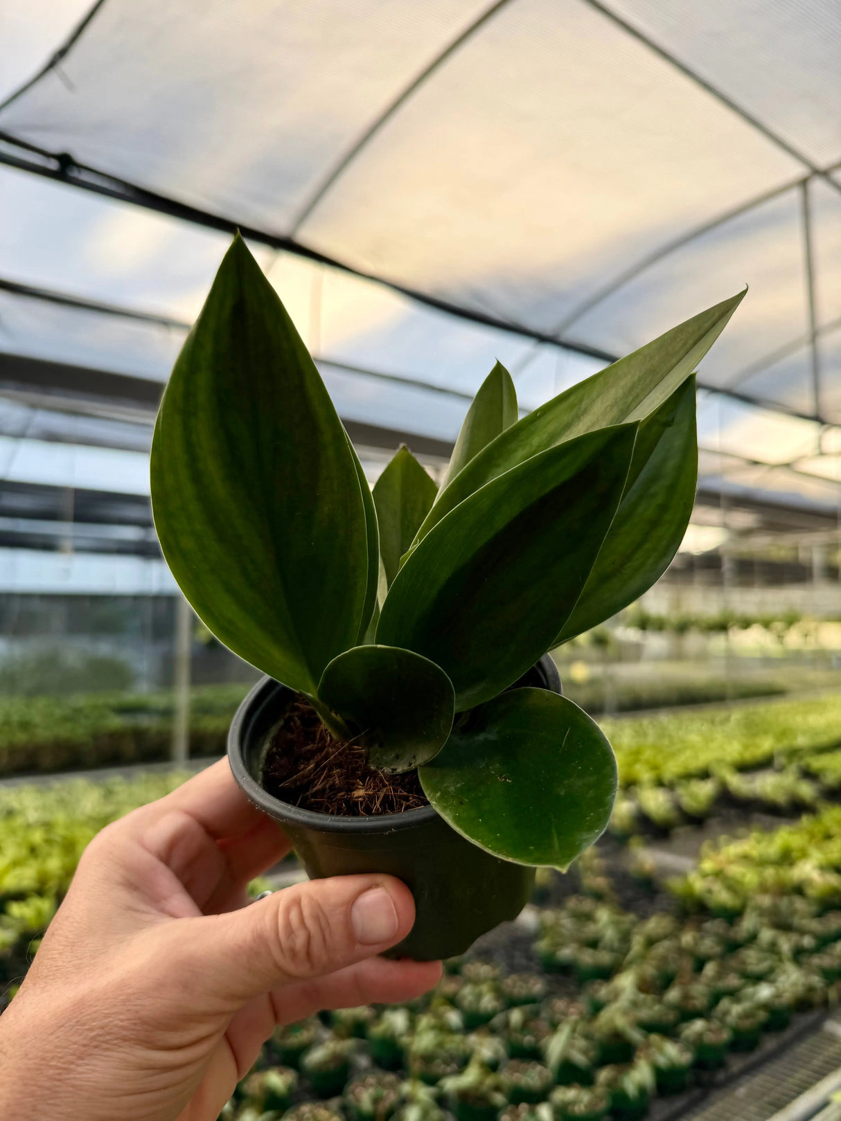 4” Scindapsus treubii 'Dark Form' - Canopy Plant Co.