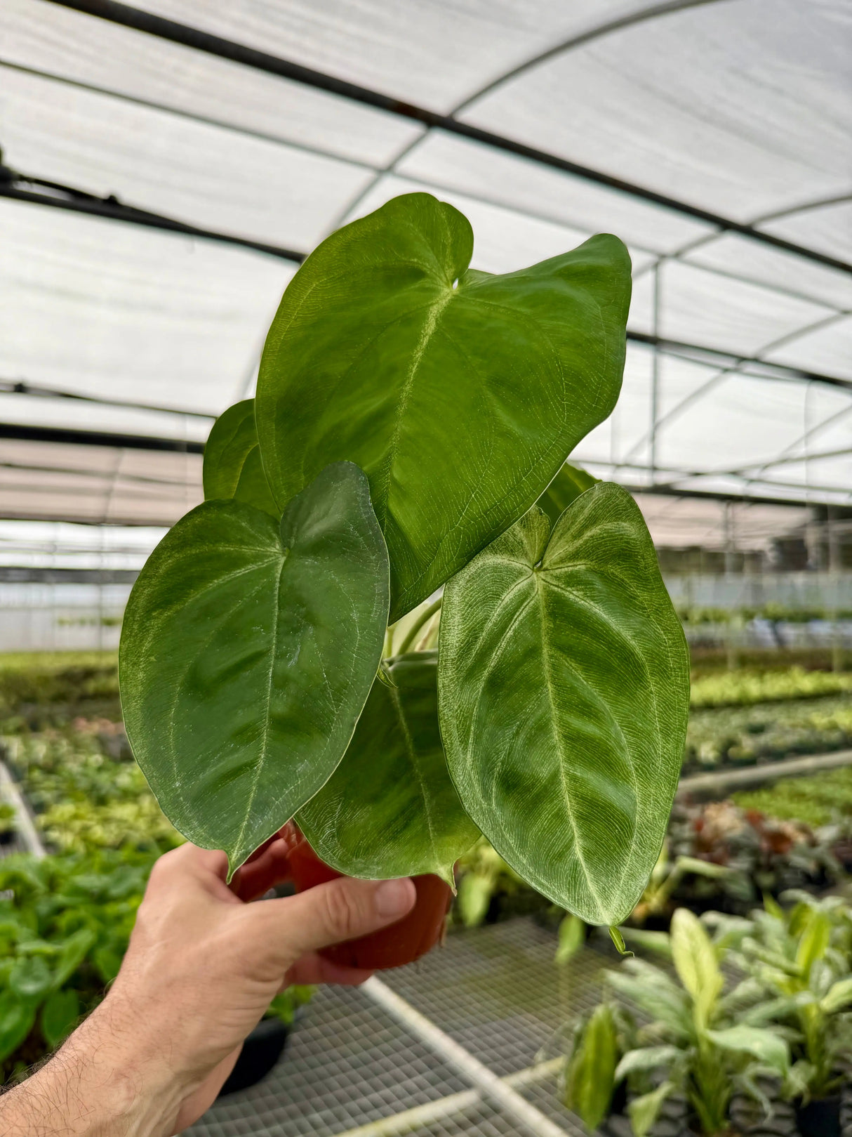 4” Syngonium chiapense 'Ice Frost' Canopy Plant Co.