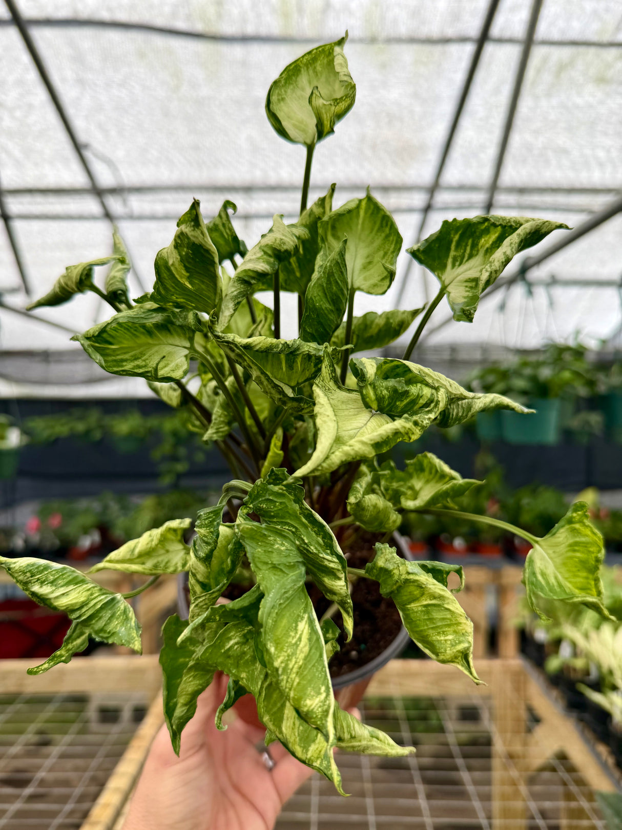 6" Syngonium 'Godzilla' - Canopy Plant Co.