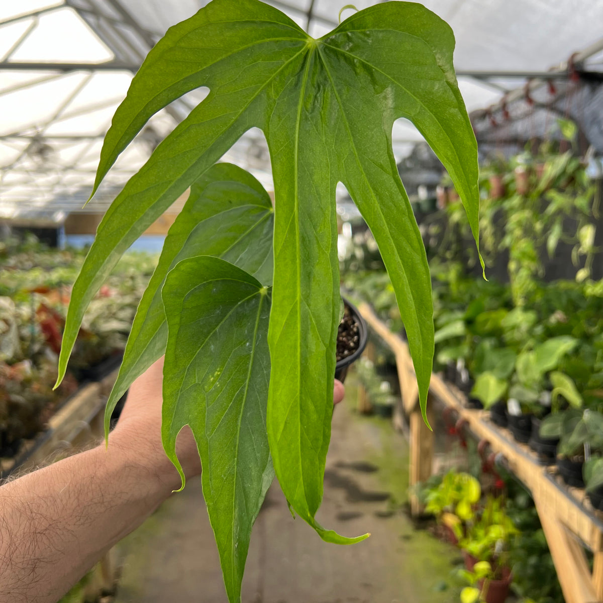 anthurium pedatoradiatum flower 4" Anthurium pedatoradiatum 'Fingers' – Canopy Plant Co