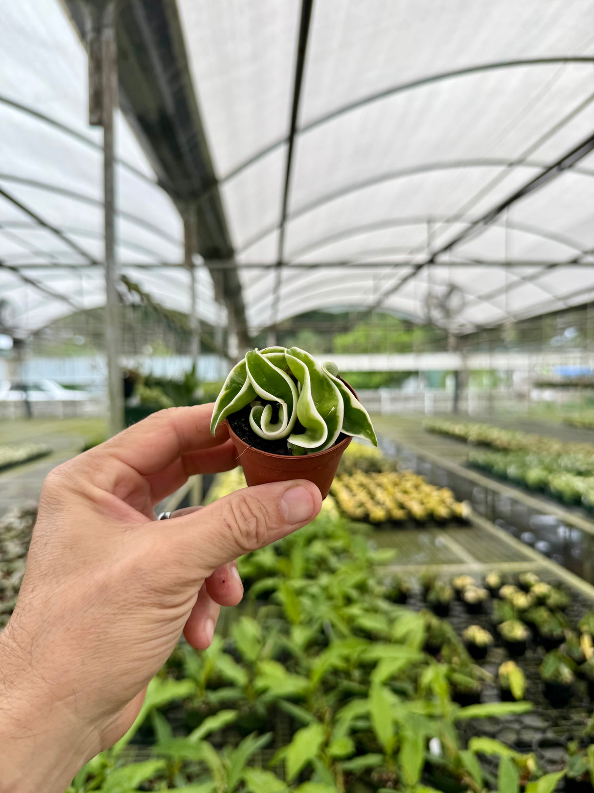 2" Hoya compacta variegated 'Rope'